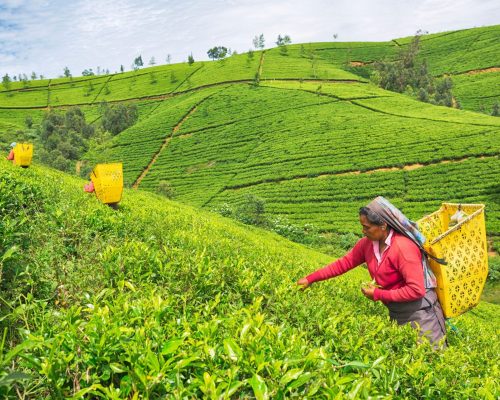 15979547-female-worker-at-tea-plantation-nuwara-eliya