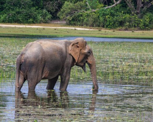 Safari in Wilpattu National Park, Sri Lanka