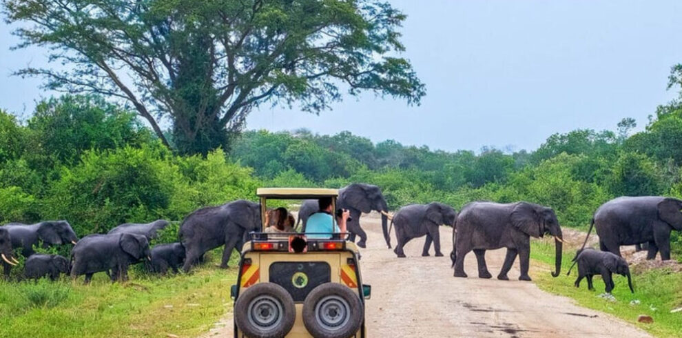 Yala_1200px_22_10_24-1000×600