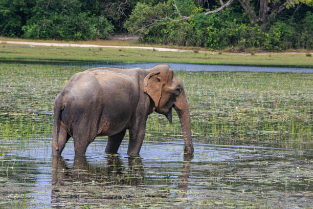 Safari in Wilpattu National Park, Sri Lanka